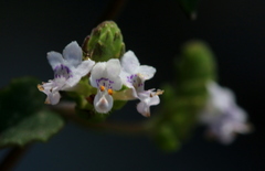 Aeollanthus buchnerianus