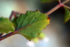 Aeollanthus buchnerianus