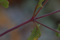 Aeollanthus buchnerianus