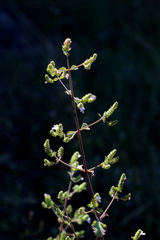Aeollanthus buchnerianus