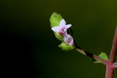 Aeollanthus buchnerianus