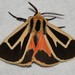 Nais Tiger Moth - Photo (c) Royal Tyler, some rights reserved (CC BY-NC-SA), uploaded by Royal Tyler