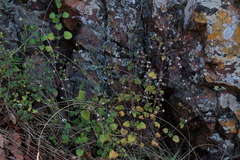 Aeollanthus buchnerianus