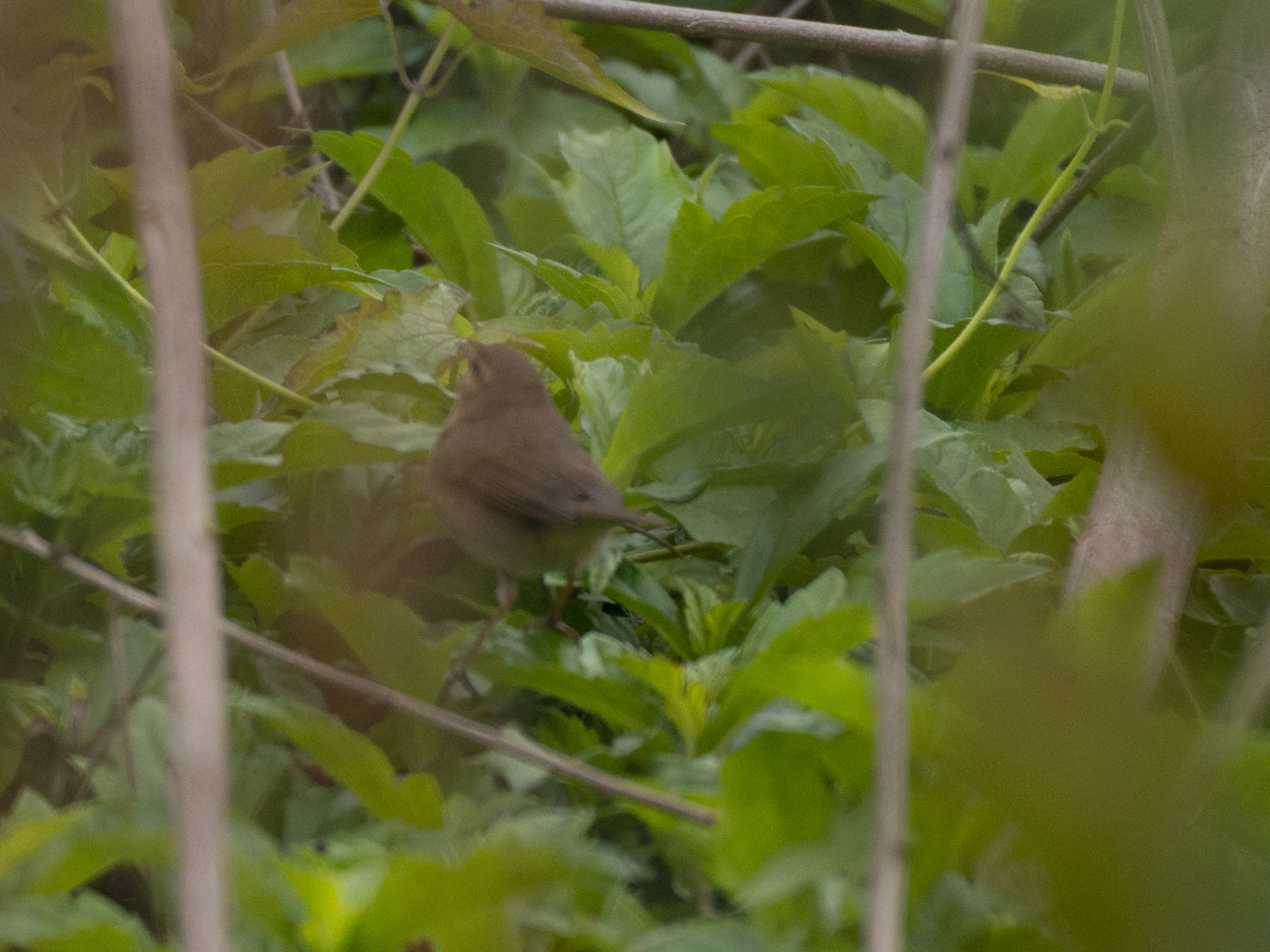 Dusky Warbler