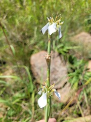 Moraea pubiflora