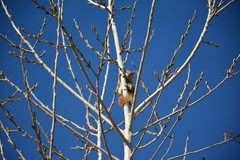 Sciurus anomalus