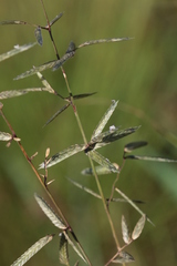 Eragrostis nindensis