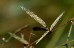 Eragrostis nindensis