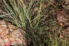 Eragrostis nindensis