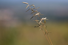 Eragrostis nindensis