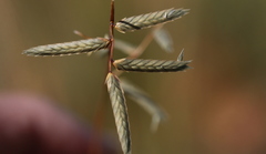 Eragrostis nindensis