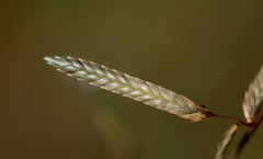 Eragrostis nindensis
