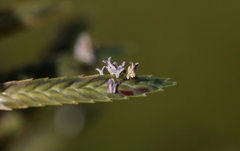 Eragrostis nindensis