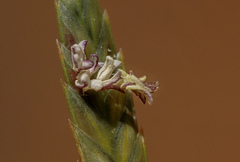 Eragrostis nindensis