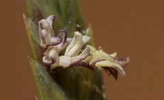 Eragrostis nindensis