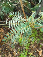 Senna didymobotrya