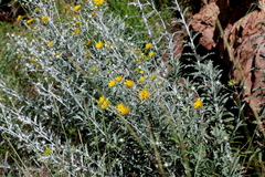 Berkheya carlinopsis magalismontana