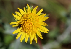 Berkheya carlinopsis magalismontana