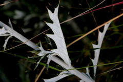 Berkheya carlinopsis magalismontana