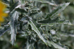 Berkheya carlinopsis magalismontana