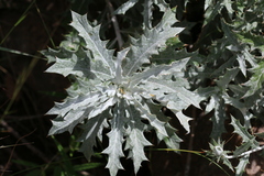 Berkheya carlinopsis magalismontana