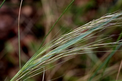 Aristida meridionalis