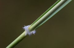 Aristida meridionalis