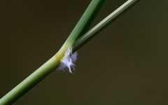 Aristida meridionalis
