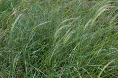 Aristida meridionalis