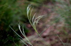 Aristida meridionalis