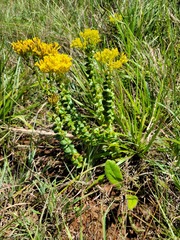 Sebaea sedoides