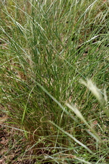 Aristida meridionalis