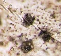 Bagliettoa calciseda