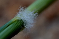 Aristida meridionalis
