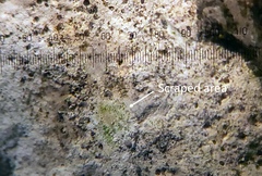 Bagliettoa calciseda