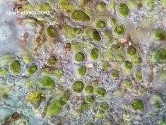 Bagliettoa calciseda