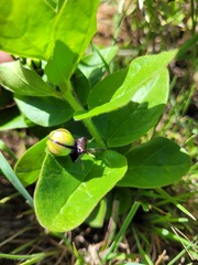 Brachystelma gerrardii