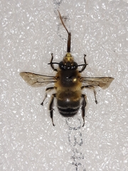 Anthophora affinis