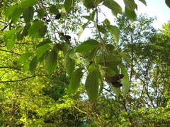 Alnus × spaethii