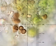 Bagliettoa calciseda