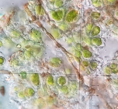 Bagliettoa calciseda