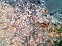 Bagliettoa calciseda