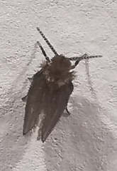 Psychoda
