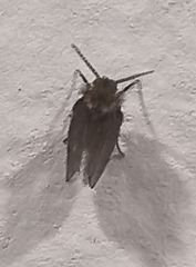 Psychoda