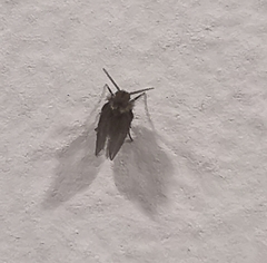 Psychoda