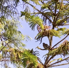 Streptopelia decipiens