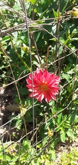 Dahlia pinnata