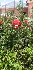 Dahlia pinnata