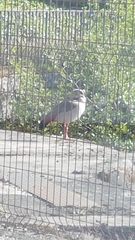 Alopochen aegyptiaca