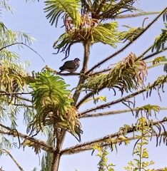 Streptopelia decipiens